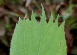 Celtis koraiensis