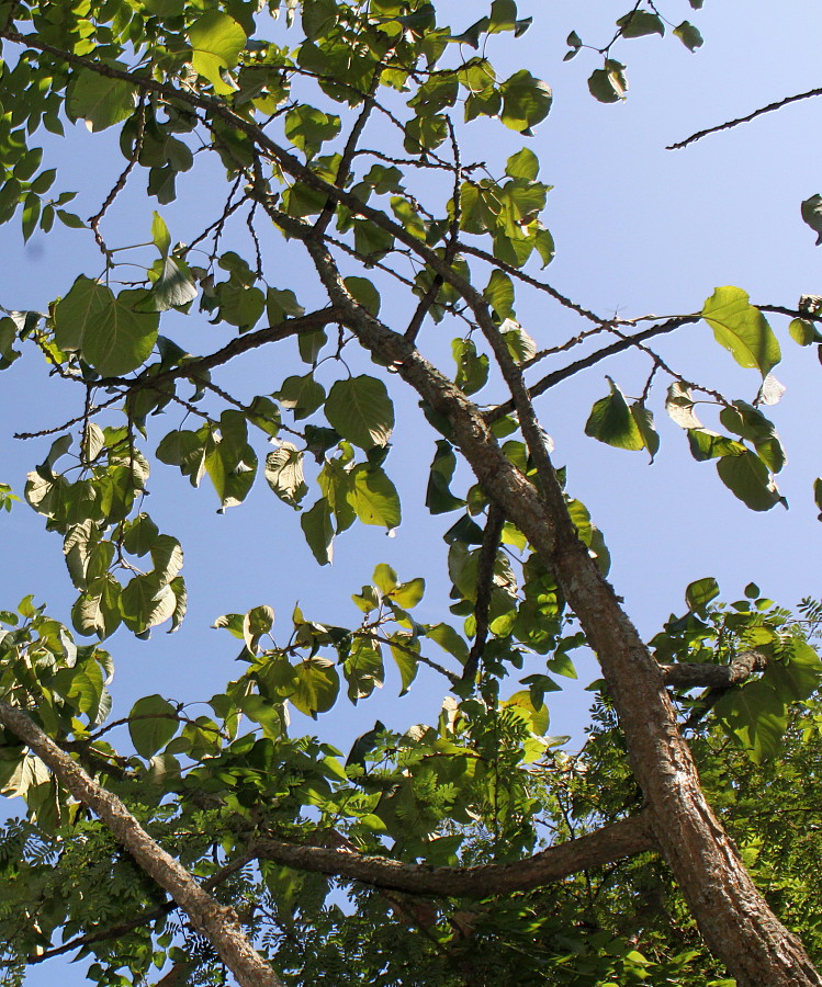 Image of Malus fusca specimen.