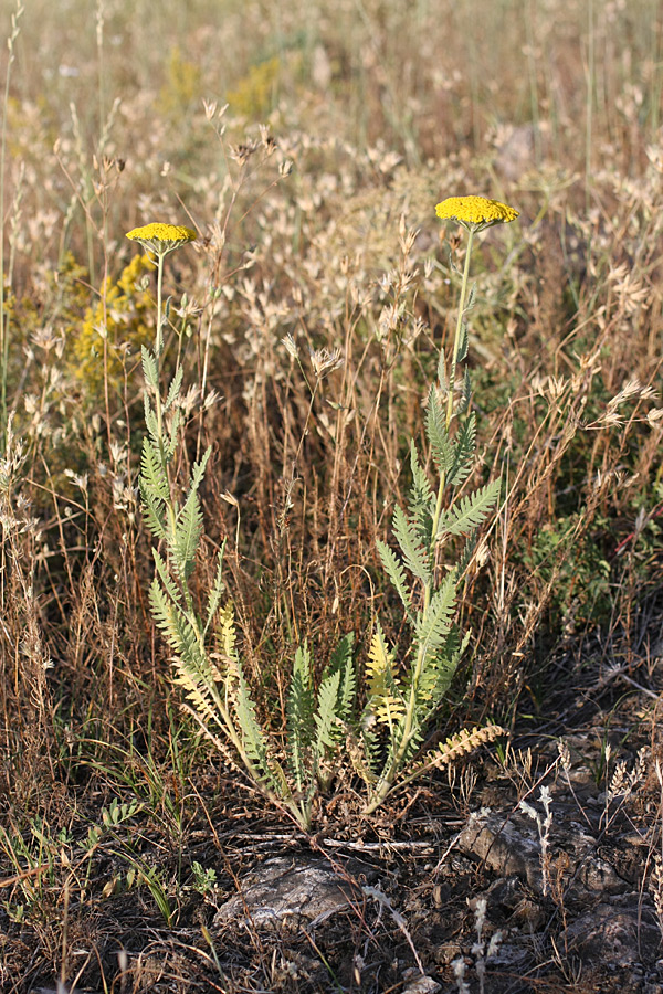 Image of Achillea filipendulina specimen.