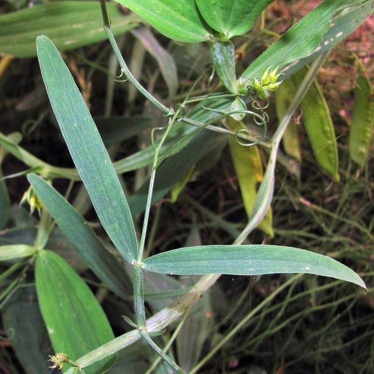 Image of Lathyrus sylvestris specimen.