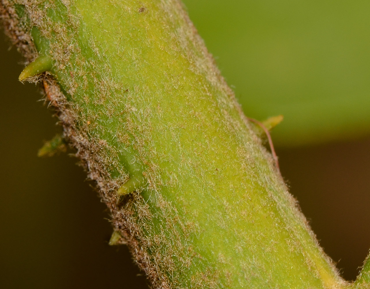 Image of Zamia furfuracea specimen.