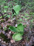 Cypripedium calceolus