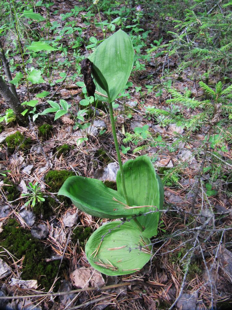 Image of Cypripedium calceolus specimen.