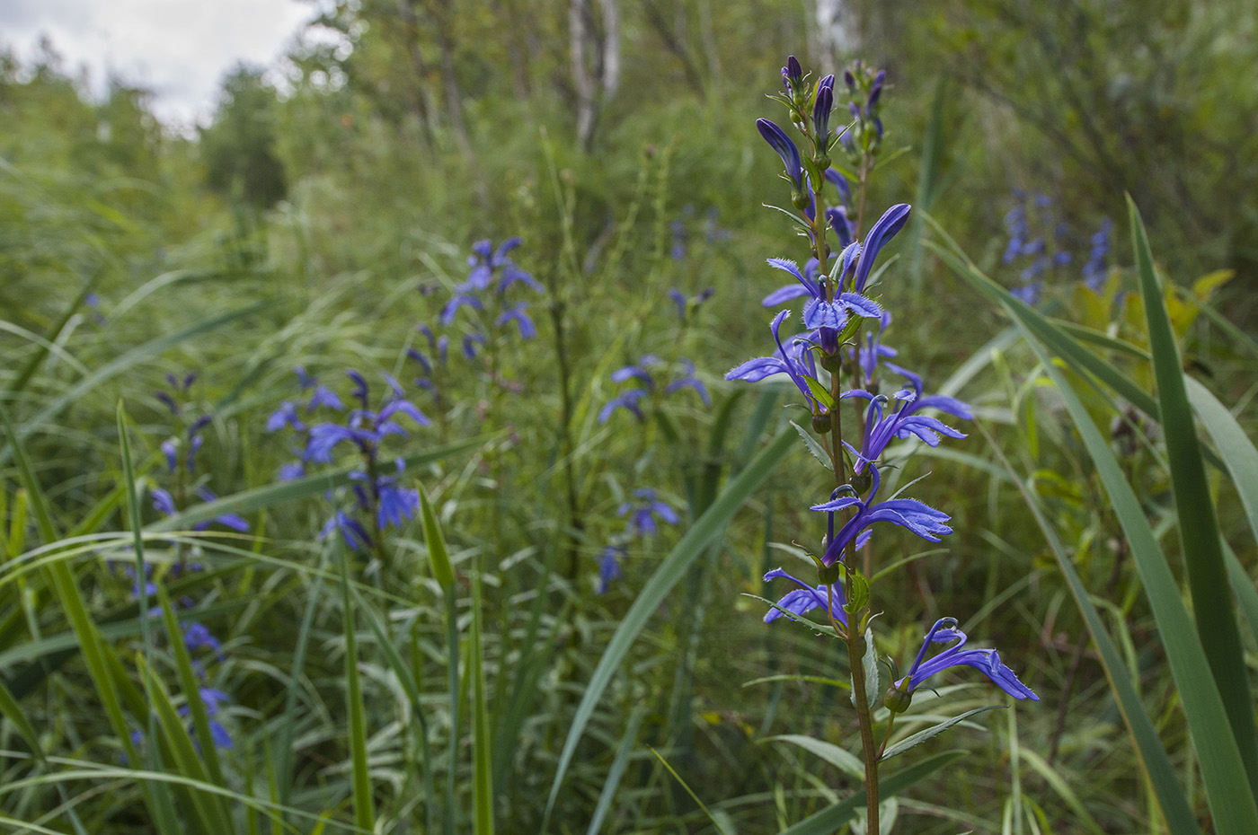 Image of Lobelia sessilifolia specimen.