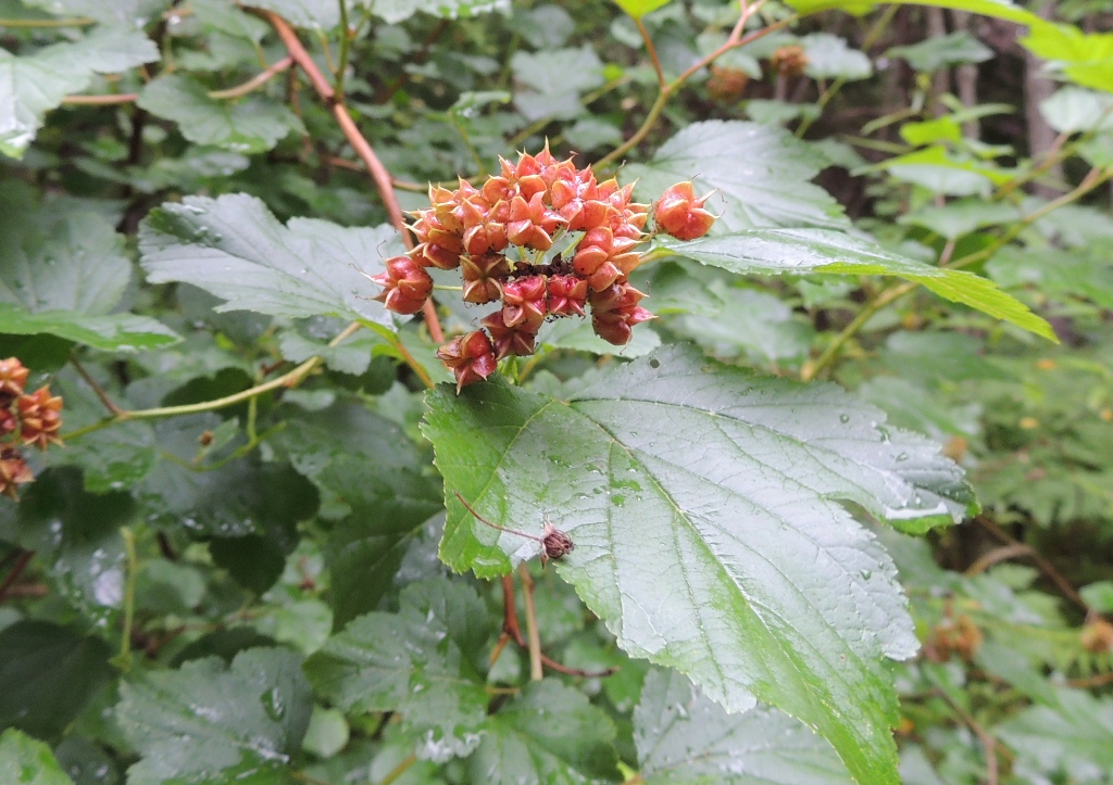 Image of Physocarpus opulifolius specimen.