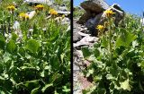 Senecio taraxacifolius