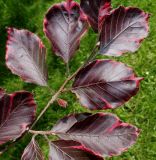 Fagus sylvatica. Верхняя часть веточки ('Purpurea Tricolor'). Германия, г. Дюссельдорф, Ботанический сад университета. 02.06.2014.