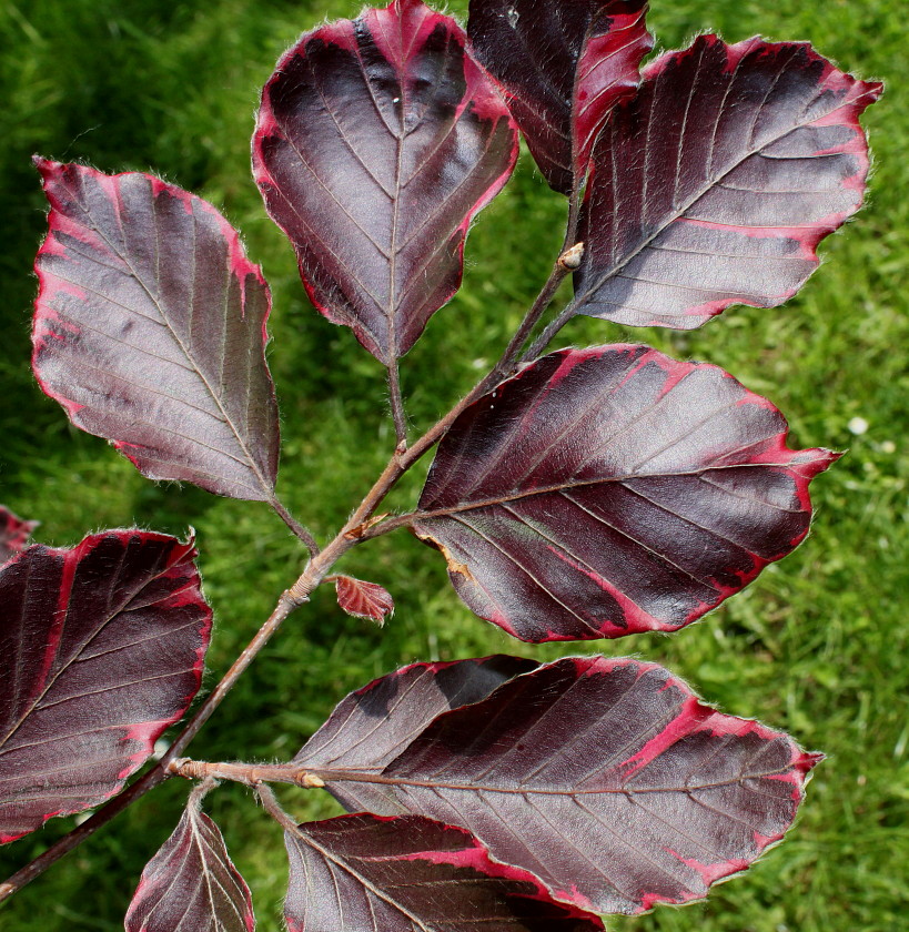 Image of Fagus sylvatica specimen.