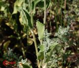 Eryngium planum