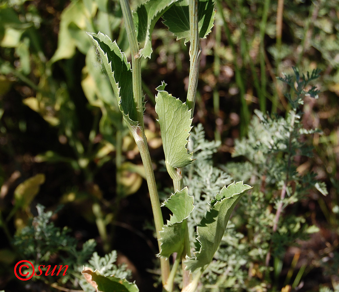 Image of Eryngium planum specimen.