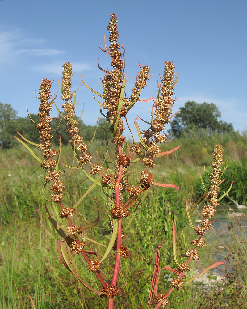 Изображение особи Rumex halacsyi.