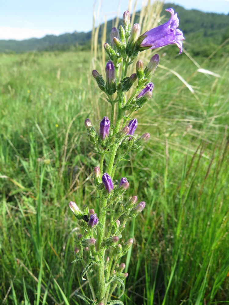 Изображение особи Campanula sibirica.