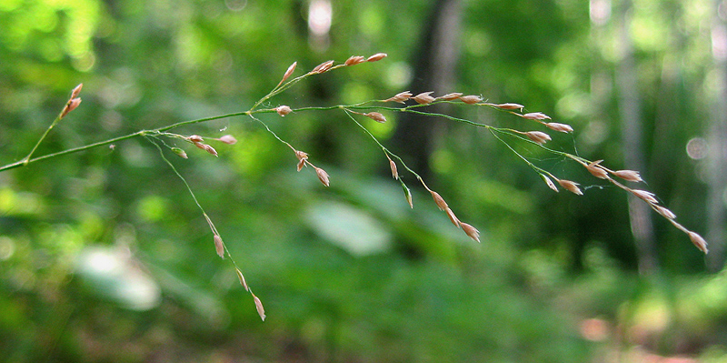 Image of Poa nemoralis specimen.