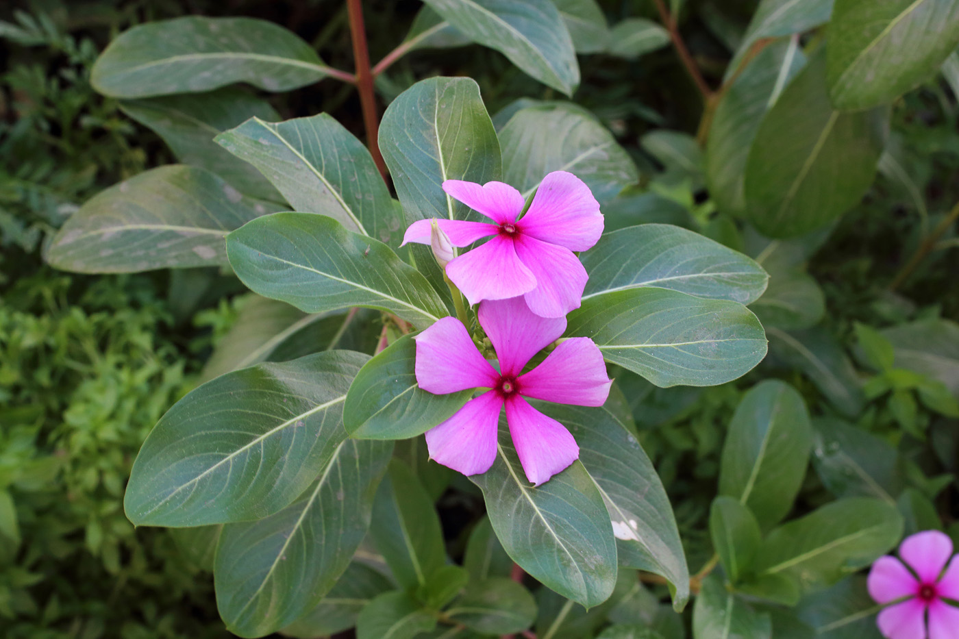 Image of Catharanthus roseus specimen.