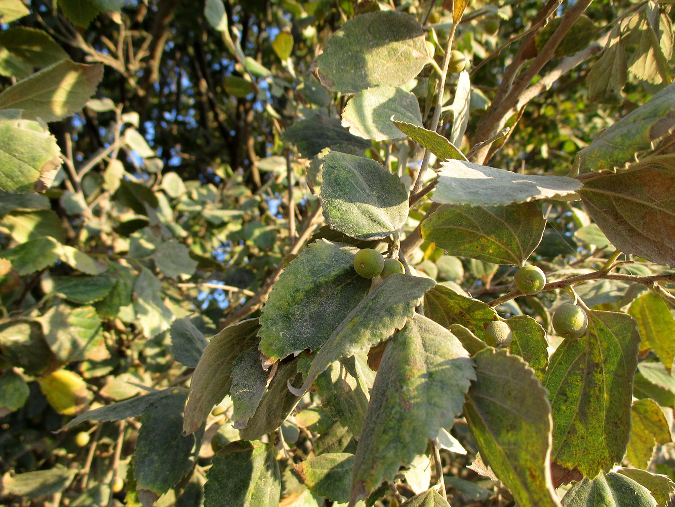 Image of genus Celtis specimen.