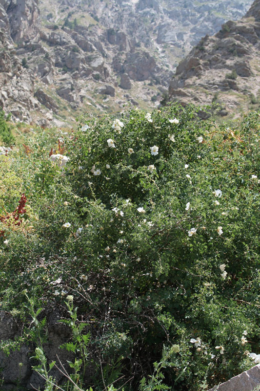 Image of Rosa fedtschenkoana specimen.