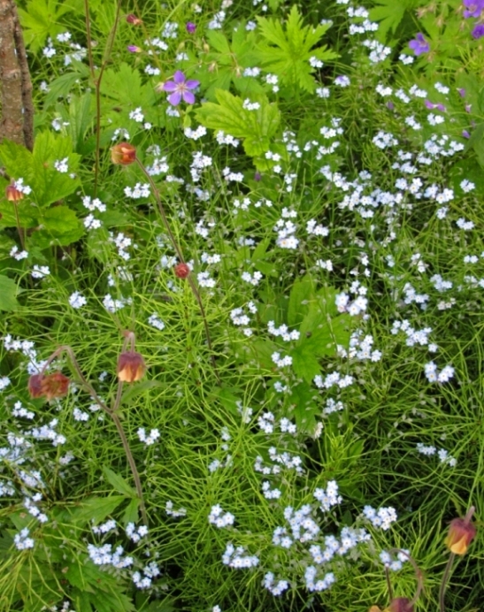 Image of Myosotis decumbens specimen.