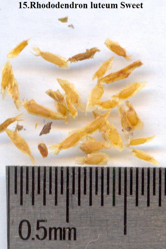 Image of Rhododendron luteum specimen.