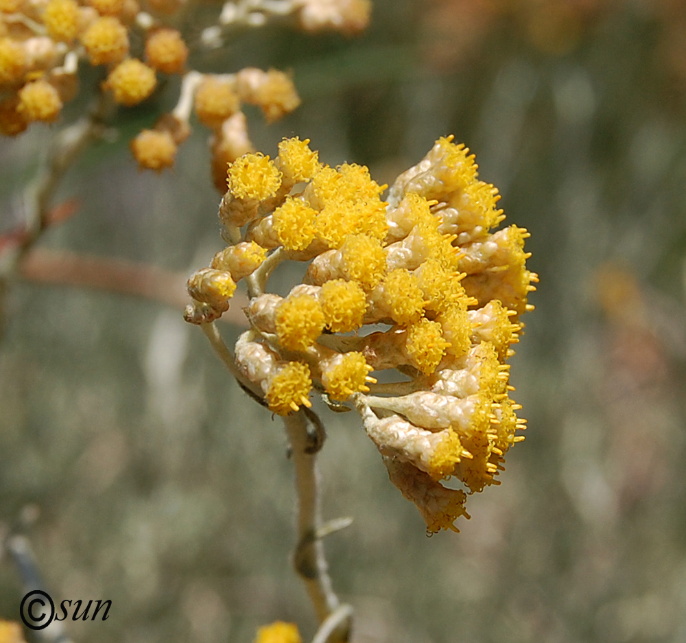 Image of Helichrysum italicum specimen.