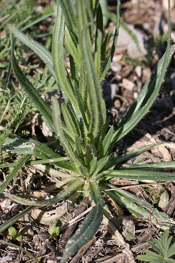 Image of Parrya khorasanica specimen.