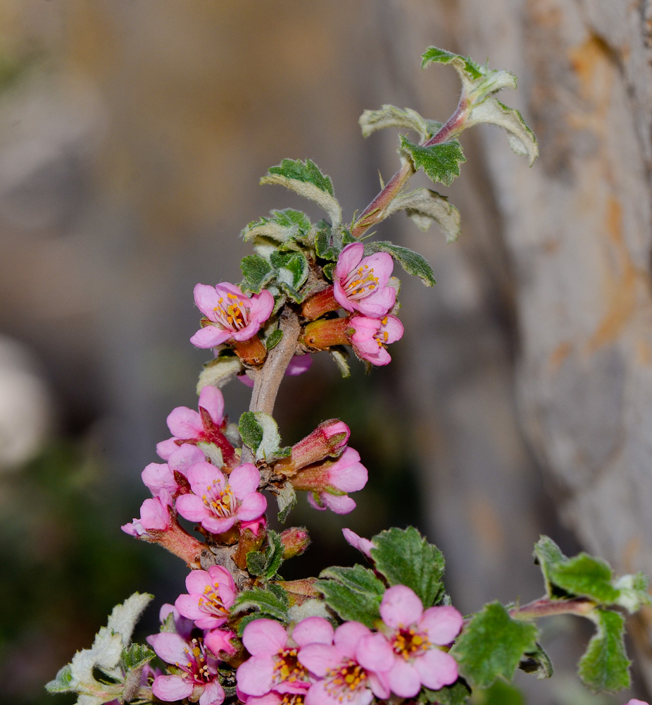 Image of Cerasus prostrata specimen.