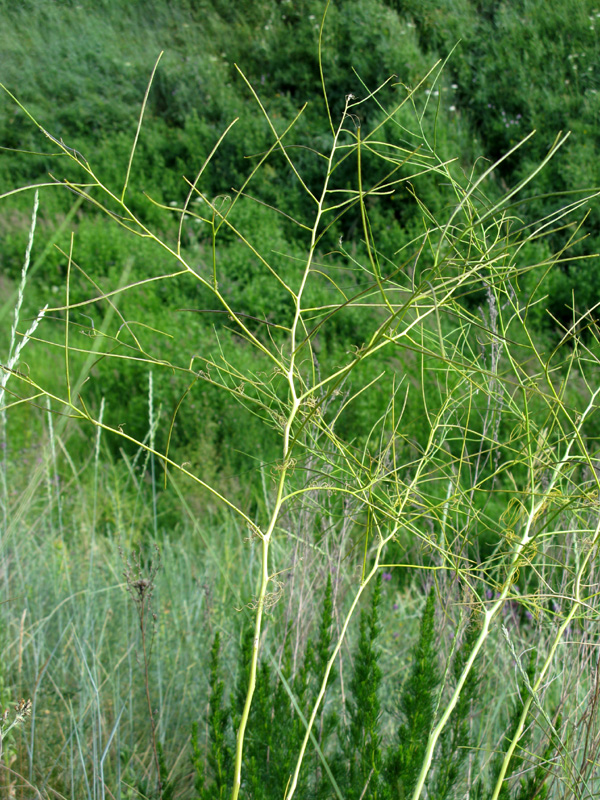 Image of Sisymbrium altissimum specimen.