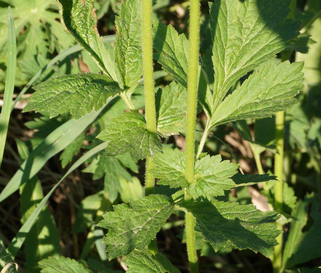 Image of Geum aleppicum specimen.