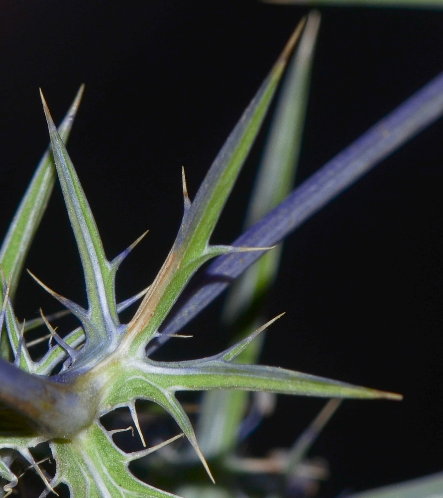 Изображение особи Eryngium creticum.