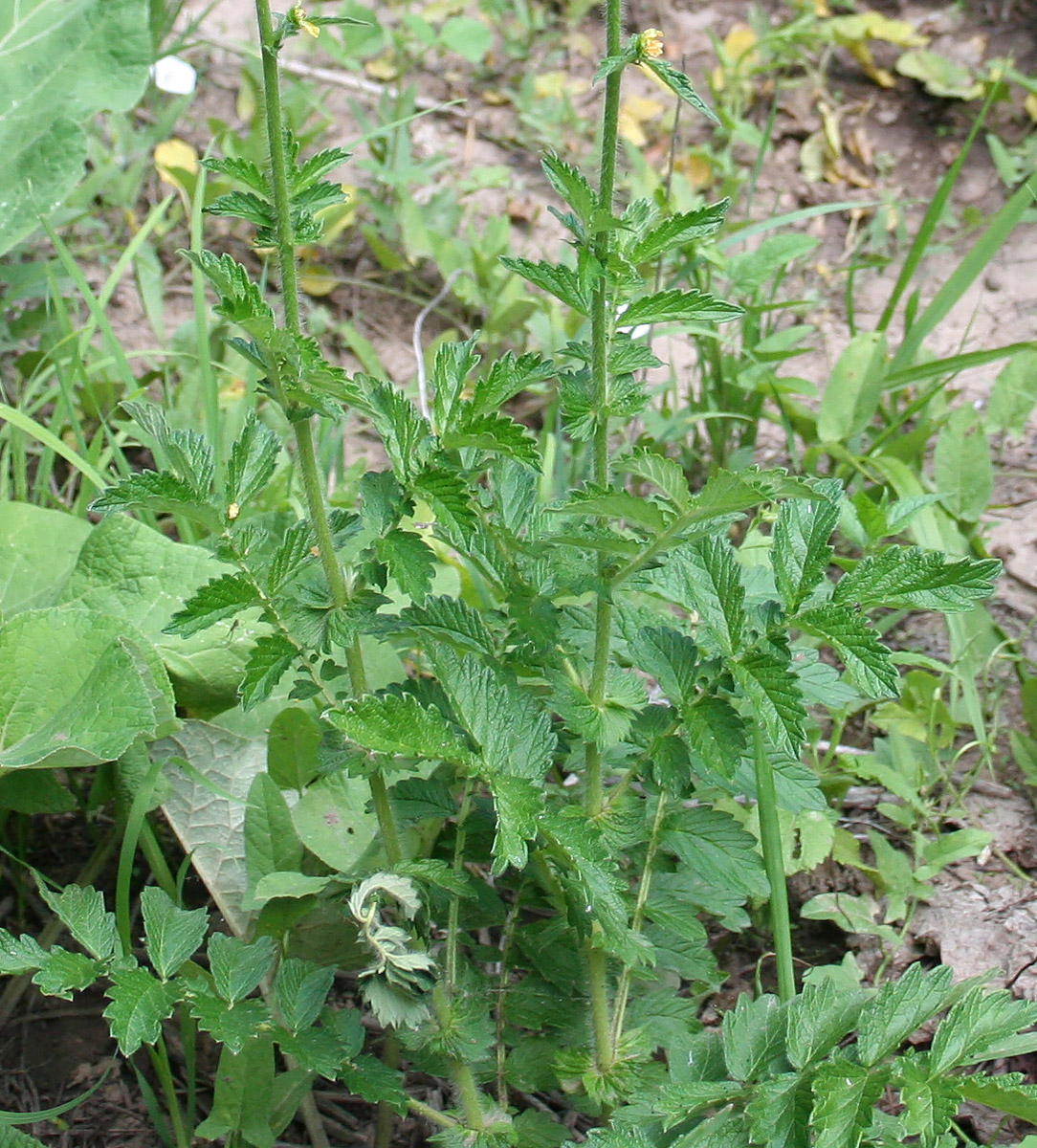 Image of Agrimonia asiatica specimen.