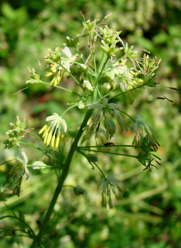 Image of Thalictrum minus specimen.