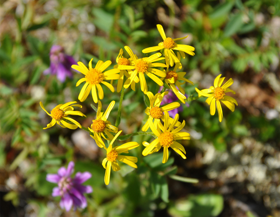 Изображение особи Tephroseris integrifolia.