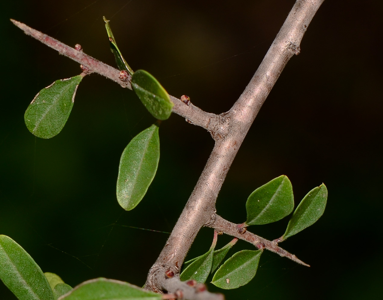 Image of Rhamnus lycioides specimen.