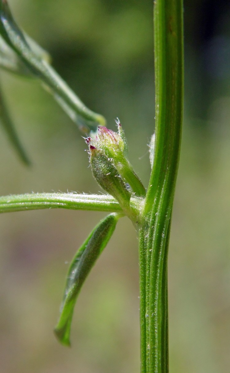 Изображение особи Vicia cracca.