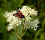 Filipendula vulgaris. Соцветие с кормящейся бабочкой-пестрянкой. Южный Урал, Челябинская обл., левый берег р. Ай залесенный склон Малых Притесов. 9 июля 2016 г.