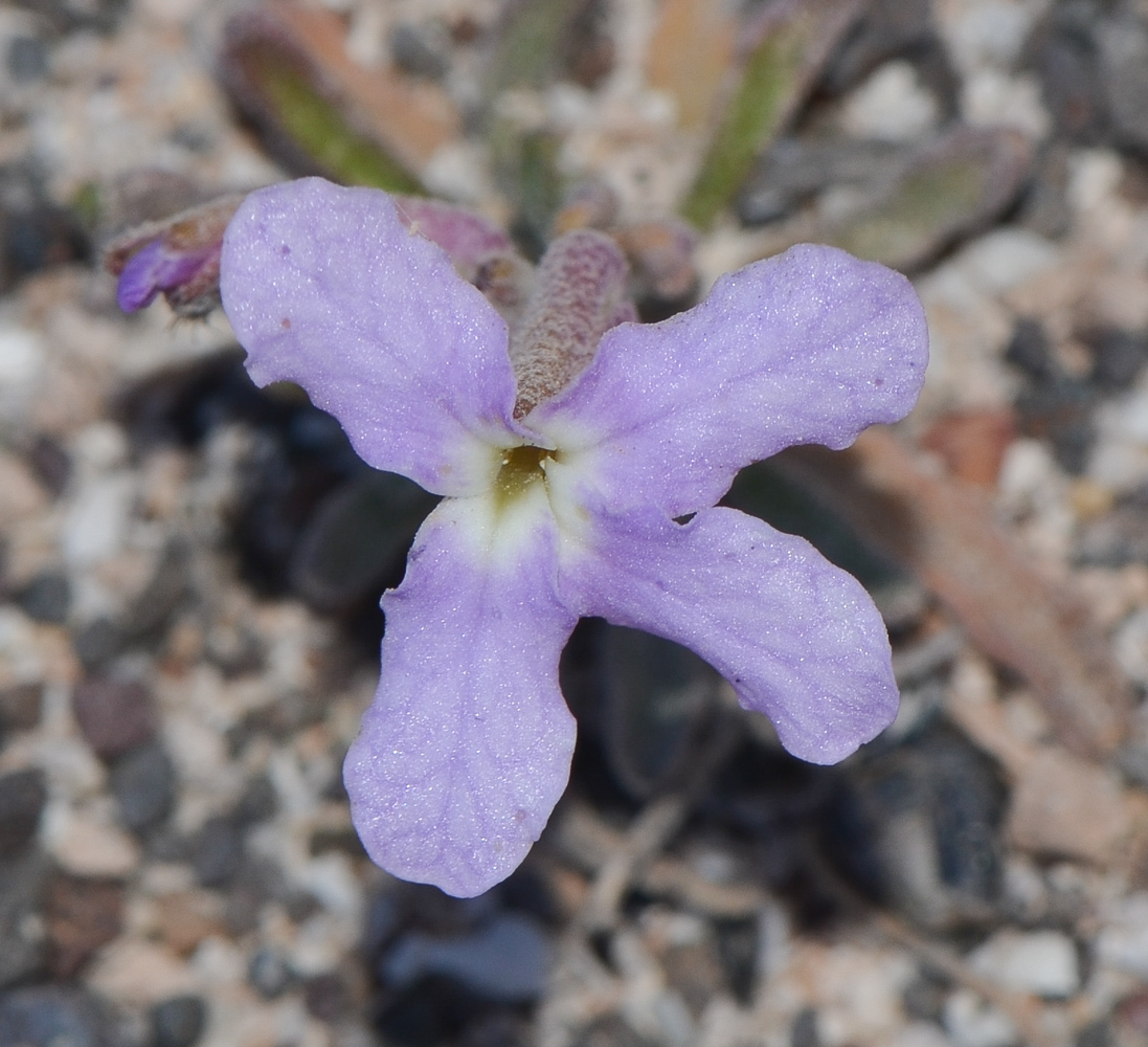 Image of Matthiola fruticulosa var. bolleana specimen.