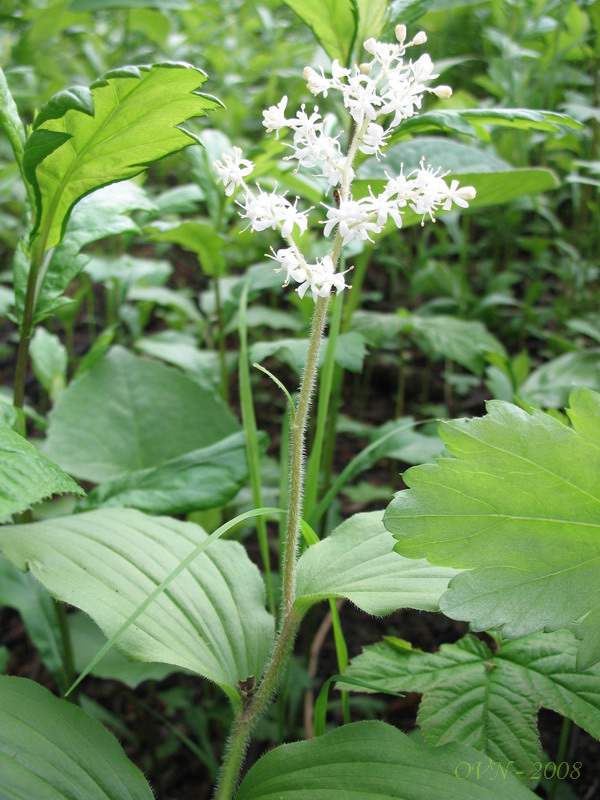 Image of Smilacina hirta specimen.