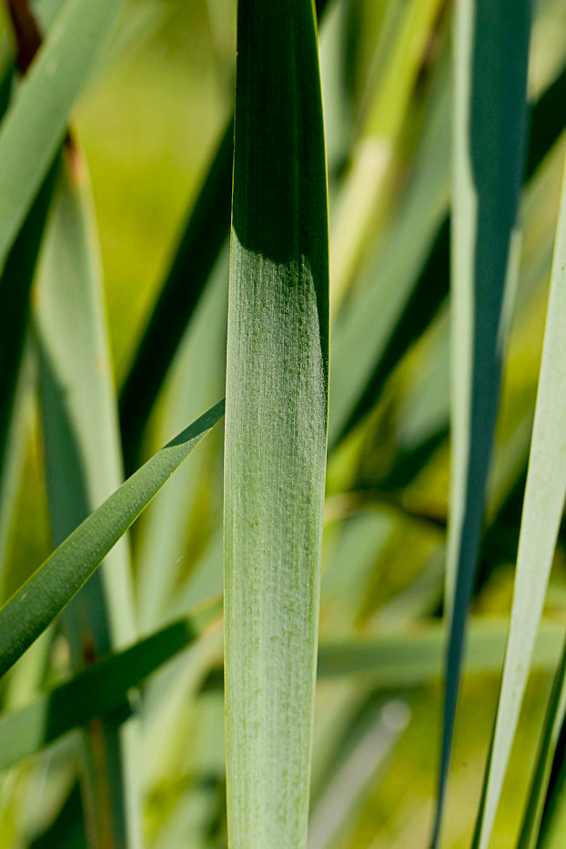 Image of Typha latifolia specimen.