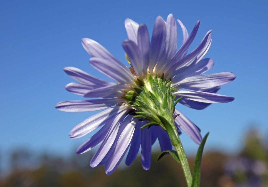 Image of Symphyotrichum &times; versicolor specimen.