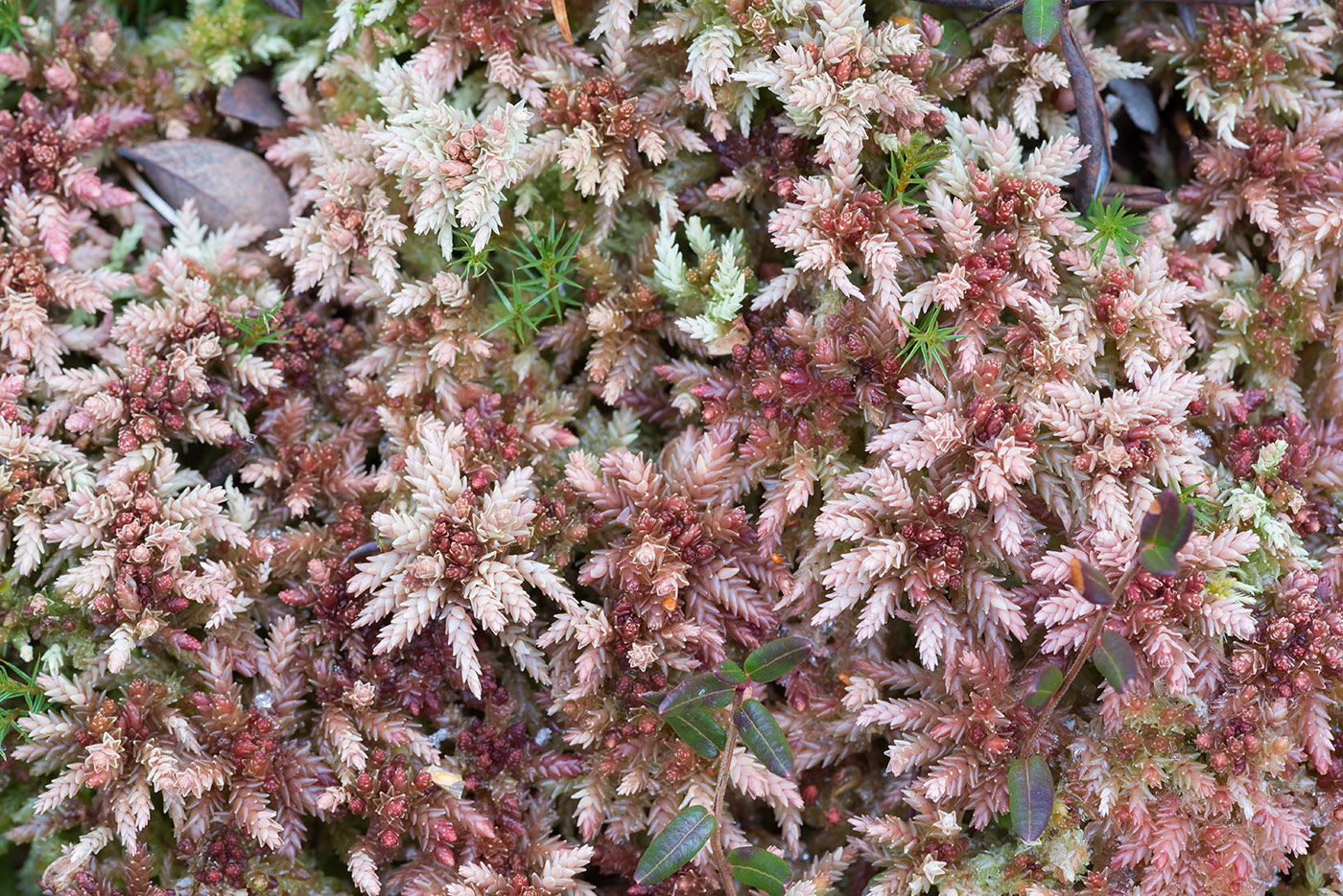 Image of Sphagnum divinum specimen.