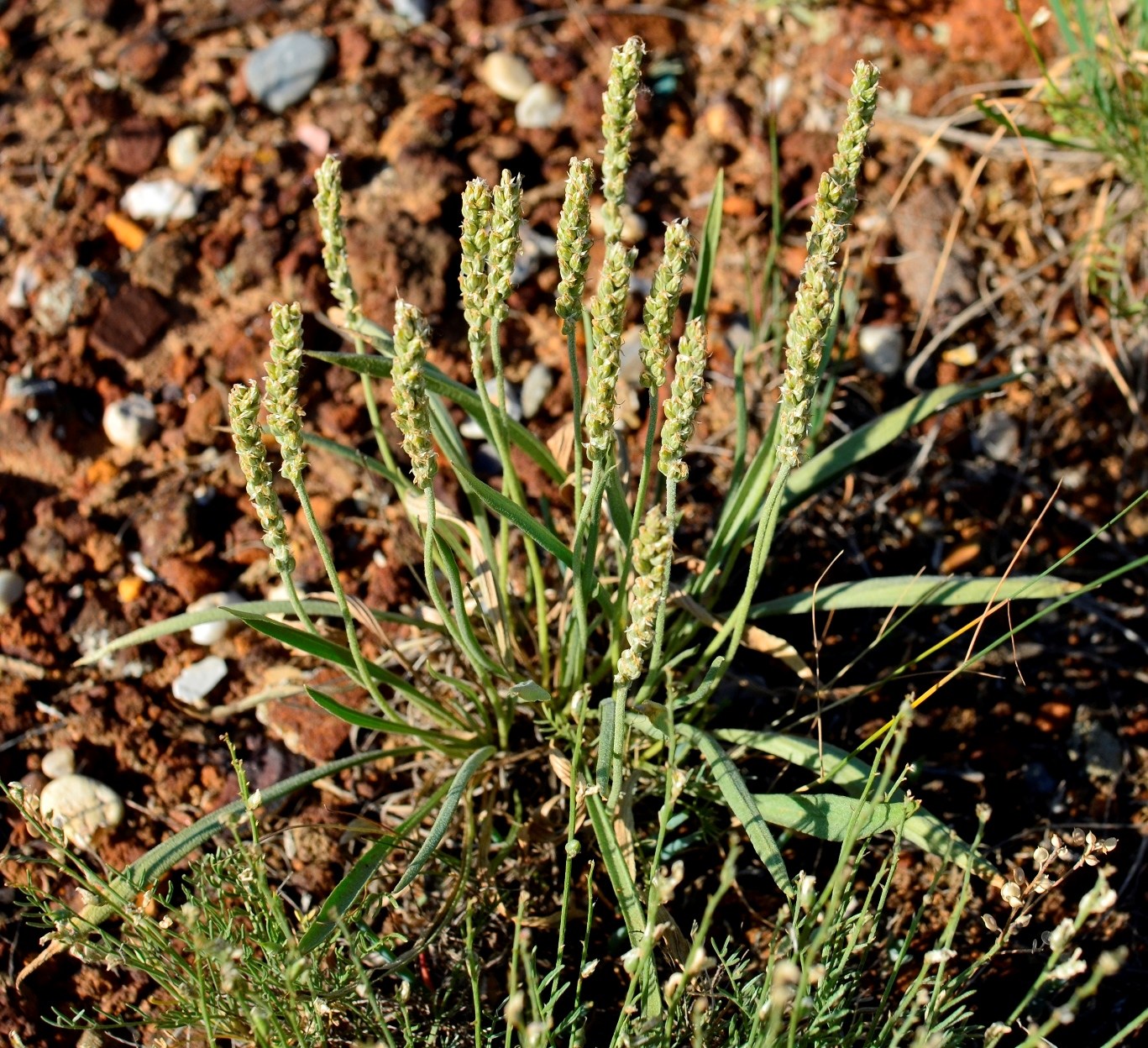 Image of Plantago krascheninnikovii specimen.