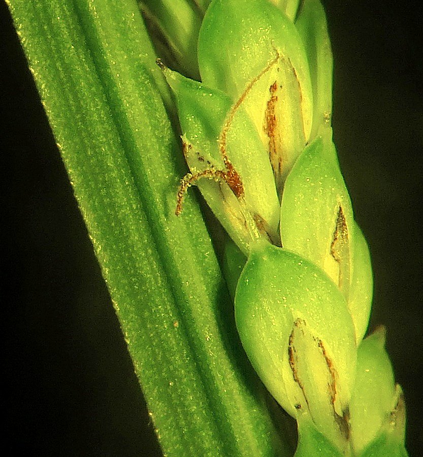 Изображение особи Carex appendiculata.