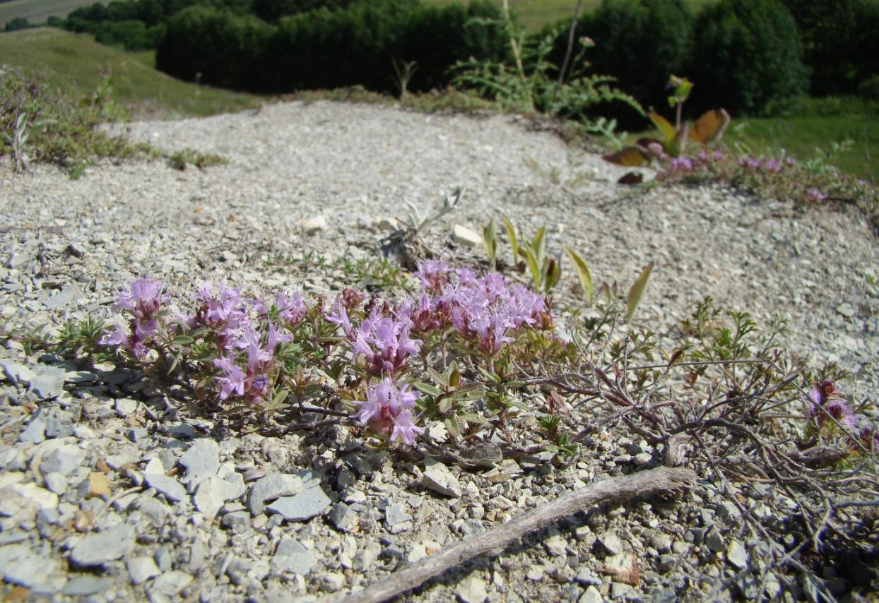 Image of Thymus dubjanskyi specimen.