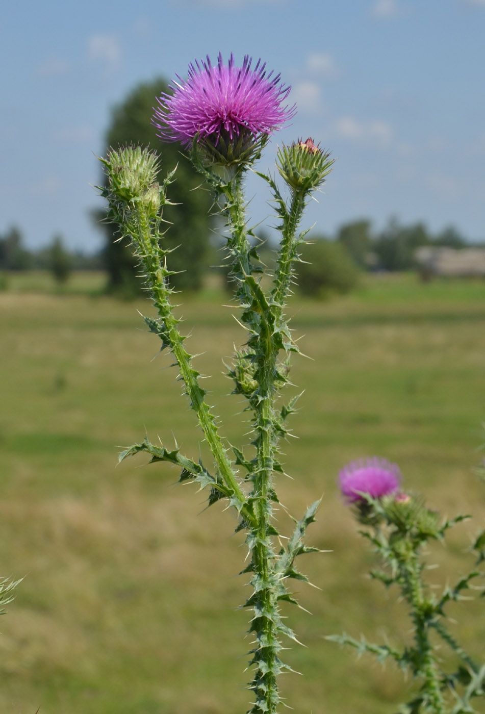 Изображение особи Carduus acanthoides.