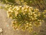 Смотреть изображение Baccharis linearis