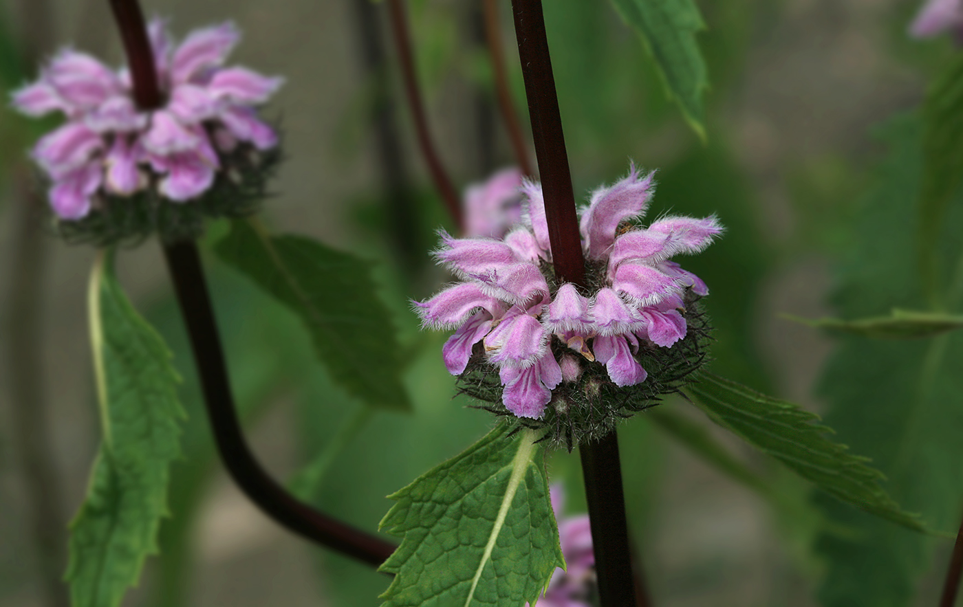 Image of Phlomoides tuberosa specimen.