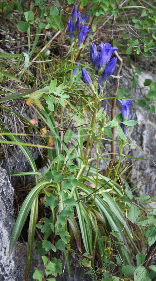 Image of Gentiana decumbens specimen.