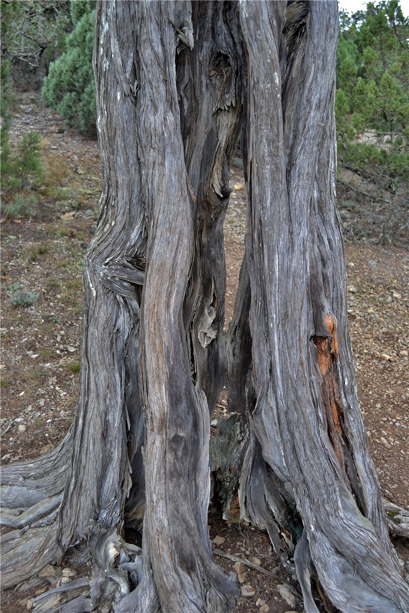 Изображение особи Juniperus excelsa.