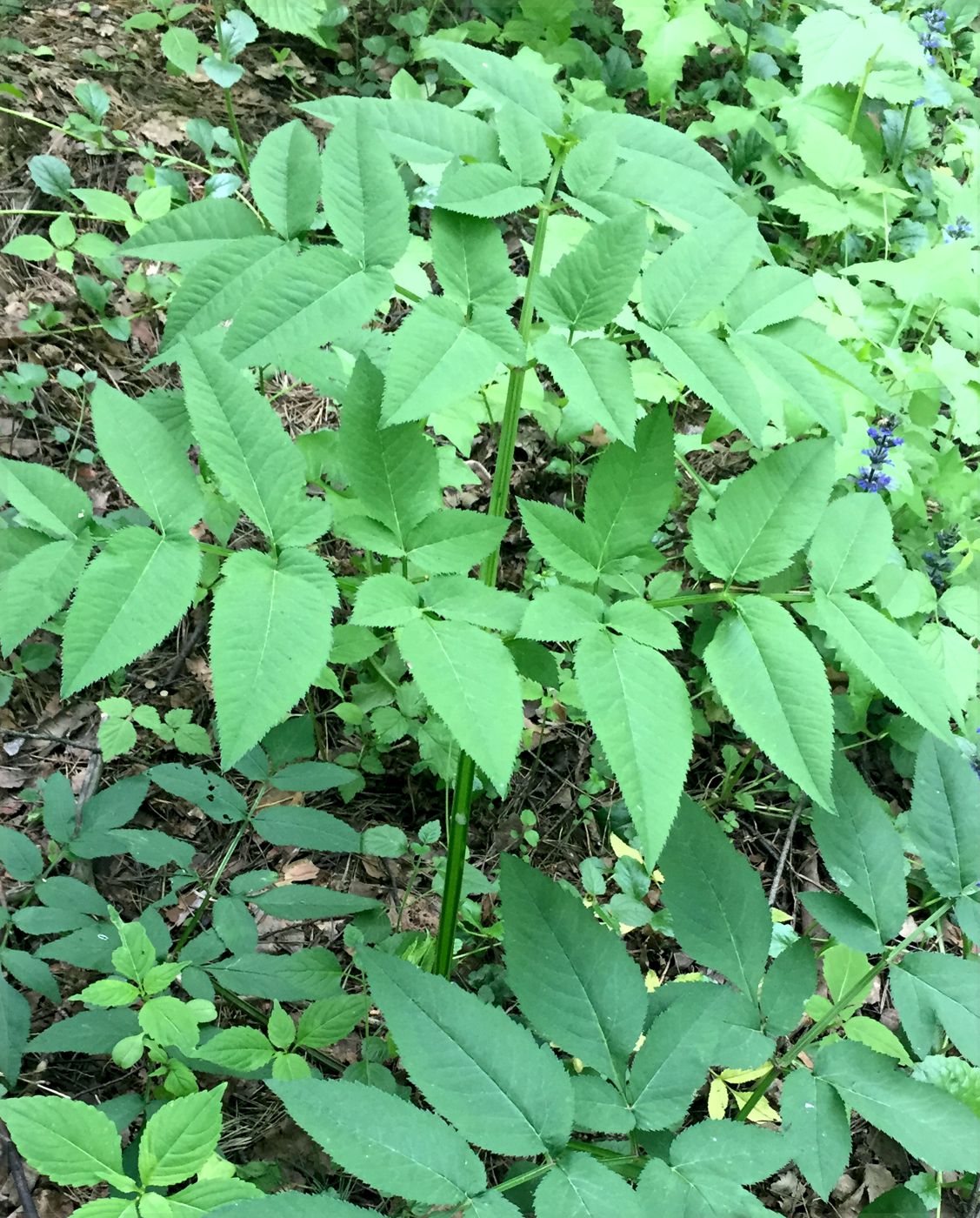 Изображение особи Angelica sylvestris.