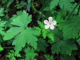 Geranium robertianum. Цветок и листья (сильно рассечённые) среди листьев Geranium sibiricum (более крупные). Ульяновск, Заволжский р-н, Парк им. 40-летия ВЛКСМ. 26.06.2017.