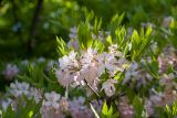 Rhododendron vaseyi. Ветвь с цветками. Санкт-Петербург, ботанический сад БИН РАН, в культуре. 07.06.2017.
